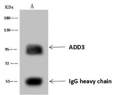 Invitrogen GADD34 Polyclonal Antibody 100 μL; Unconjugated:Antibodies,