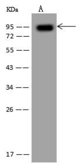 Invitrogen GADD34 Polyclonal Antibody 100 μL; Unconjugated:Antibodies,