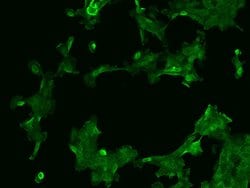Invitrogen AFAP1L2 Polyclonal Antibody 100 &mu;L; Unconjugated:Antibodies,