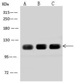 Invitrogen AFAP1L2 Polyclonal Antibody 100 &mu;L; Unconjugated:Antibodies,