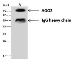 Invitrogen AGO2 Polyclonal Antibody 100 &mu;L; Unconjugated:Antibodies,