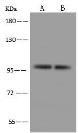 Invitrogen AGO2 Polyclonal Antibody 100 &mu;L; Unconjugated:Antibodies,