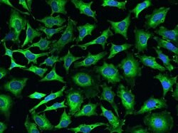 Invitrogen EMAP II Polyclonal Antibody 100 &mu;L; Unconjugated:Antibodies,