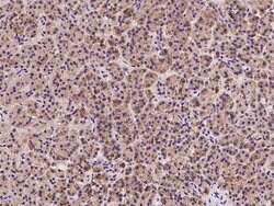 Invitrogen EMAP II Polyclonal Antibody 100 &mu;L; Unconjugated:Antibodies,