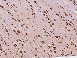 Invitrogen EMAP II Polyclonal Antibody 100 &mu;L; Unconjugated:Antibodies,