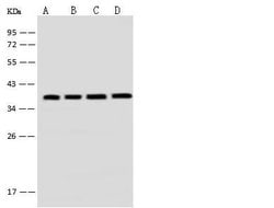 Invitrogen EMAP II Polyclonal Antibody 100 &mu;L; Unconjugated:Antibodies,