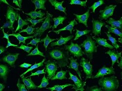 Invitrogen EMAP II Polyclonal Antibody 100 &mu;L; Unconjugated:Antibodies,