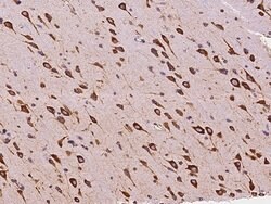 Invitrogen EMAP II Polyclonal Antibody 100 &mu;L; Unconjugated:Antibodies,