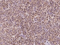 Invitrogen EMAP II Polyclonal Antibody 100 &mu;L; Unconjugated:Antibodies,
