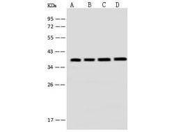 Invitrogen EMAP II Polyclonal Antibody 100 &mu;L; Unconjugated:Antibodies,