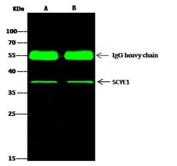 Invitrogen EMAP II Polyclonal Antibody 100 &mu;L; Unconjugated:Antibodies,