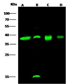 Invitrogen EMAP II Polyclonal Antibody 100 &mu;L; Unconjugated:Antibodies,