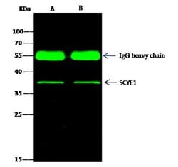 Invitrogen EMAP II Polyclonal Antibody 100 &mu;L; Unconjugated:Antibodies,