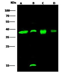 Invitrogen EMAP II Polyclonal Antibody 100 &mu;L; Unconjugated:Antibodies,