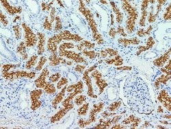 Invitrogen CD13 Polyclonal Antibody 100 &mu;L; Unconjugated:Antibodies,