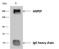 Invitrogen CD13 Polyclonal Antibody 100 &mu;L; Unconjugated:Antibodies,