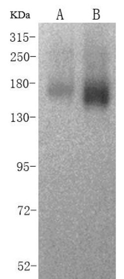 Invitrogen CD13 Polyclonal Antibody 100 &mu;L; Unconjugated:Antibodies,