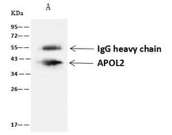 Invitrogen Apolipoprotein L2 Polyclonal Antibody 100 &mu;L | Buy Online | Invitrogen&trade; | Fisher Scientific