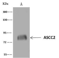 Invitrogen ASCC2 Polyclonal Antibody 100 &mu;L | Buy Online | Invitrogen&trade; | Fisher Scientific