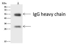 Invitrogen ASCL1 Polyclonal Antibody 100 &mu;L; Unconjugated:Antibodies,