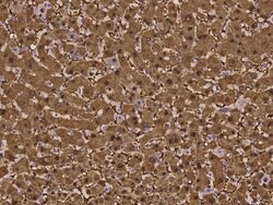 ASL Polyclonal Antibody:Antibodies, Polyclonal