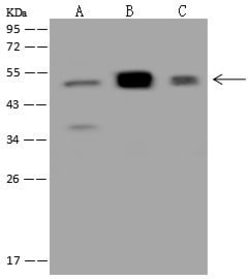 ASL Polyclonal Antibody:Antibodies, Polyclonal
