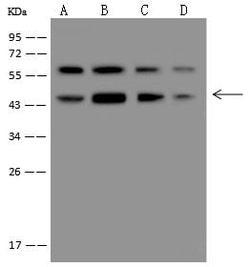 Invitrogen ASS1 Polyclonal Antibody 100 &mu;L | Buy Online | Invitrogen&trade; | Fisher Scientific