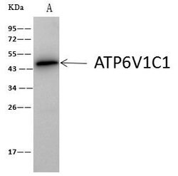 Invitrogen V-ATPase C1 Polyclonal Antibody 100 &mu;L; Unconjugated:Antibodies,
