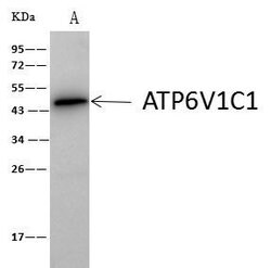 Invitrogen V-ATPase C1 Polyclonal Antibody 100 &mu;L; Unconjugated:Antibodies,