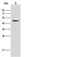 Invitrogen V-ATPase C1 Polyclonal Antibody 100 &mu;L; Unconjugated:Antibodies,