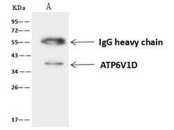 Invitrogen ATP6V1D Polyclonal Antibody 100 &mu;L; Unconjugated:Antibodies,
