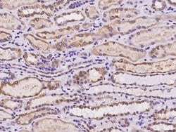 Invitrogen BAP29 Polyclonal Antibody 100 &mu;L; Unconjugated:Antibodies,