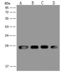 Invitrogen BAP29 Polyclonal Antibody 100 &mu;L; Unconjugated:Antibodies,