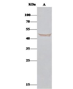 Invitrogen BLMH Polyclonal Antibody 100 &mu;L; Unconjugated:Antibodies,