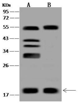 Invitrogen BUD31 Polyclonal Antibody 100 μL; Unconjugated:Antibodies,