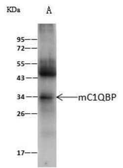 Invitrogen C1QBP Polyclonal Antibody 100 &mu;L | Buy Online | Invitrogen&trade; | Fisher Scientific