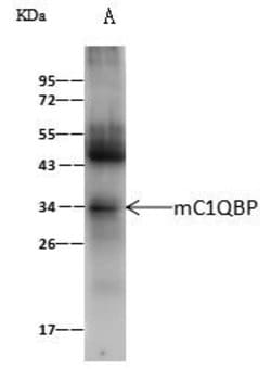 Invitrogen C1QBP Polyclonal Antibody 100 &mu;L | Buy Online | Invitrogen&trade; | Fisher Scientific