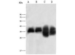 Invitrogen C1QBP Polyclonal Antibody 100 &mu;L | Buy Online | Invitrogen&trade; | Fisher Scientific