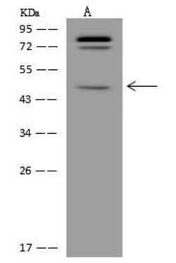 Invitrogen C5orf60 Polyclonal Antibody 100 &mu;L | Buy Online | Invitrogen&trade; | Fisher Scientific