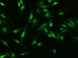 Invitrogen C9orf40 Polyclonal Antibody 100 &mu;L; Unconjugated:Antibodies,