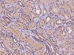 Invitrogen C9orf40 Polyclonal Antibody 100 &mu;L; Unconjugated:Antibodies,