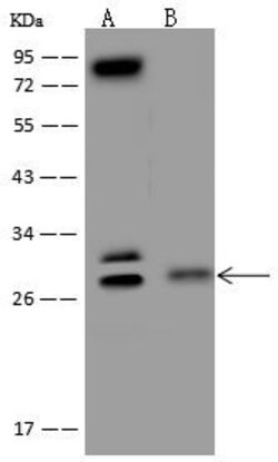 Invitrogen C9orf40 Polyclonal Antibody 100 &mu;L; Unconjugated:Antibodies,