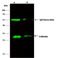 Invitrogen Calbindin Polyclonal Antibody 100 &mu;L; Unconjugated:Antibodies,