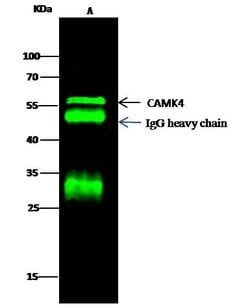 Invitrogen CaMKIV Polyclonal Antibody 100 &mu;L; Unconjugated:Antibodies,