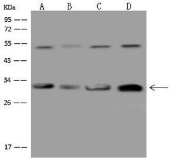 Invitrogen CAPZB Polyclonal Antibody 100 &mu;L; Unconjugated:Antibodies,