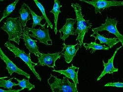 Invitrogen™ CD44 Polyclonal Antibody