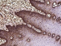 Invitrogen CD44 Polyclonal Antibody 100 &mu;L; Unconjugated:Antikroppar