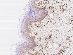 Invitrogen CD44 Polyclonal Antibody 100 &mu;L; Unconjugated:Antikroppar