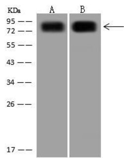 Invitrogen CD44 Polyclonal Antibody 100 &mu;L; Unconjugated:Antikroppar