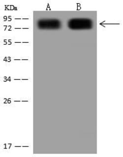 Thermo Scientific CD44 Polyclonal Antibody, Invitrogen™